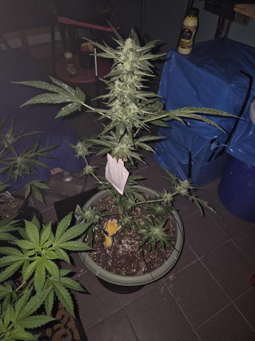 Ganjafarmer  seed test 2026. Week 7 - sie hat noch gut an Höhe zu gelegt 