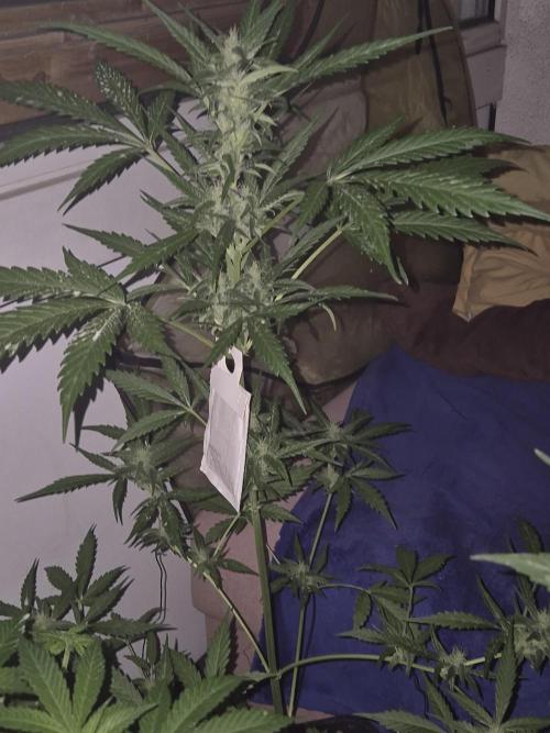 ganjafarmer  seed test 2026. Week 7 - sie ist mittlerweile auch 86cm