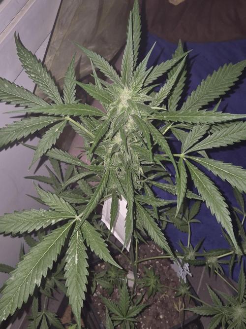 ganjafarmer  seed test 2026. Week 7 - frostig Blüten 