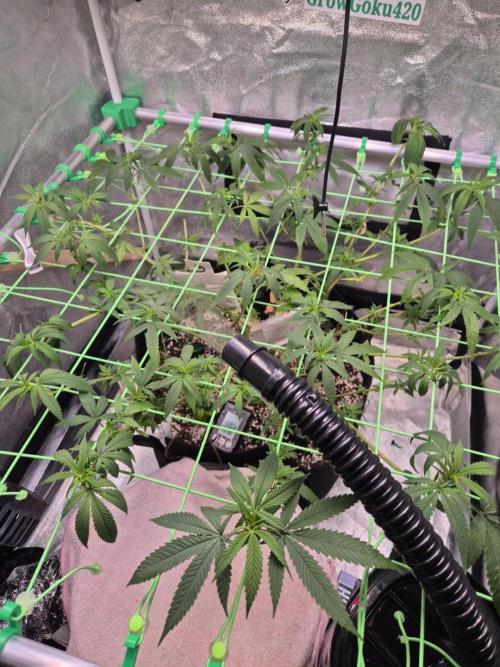 Black Cherry Punch. Week 15