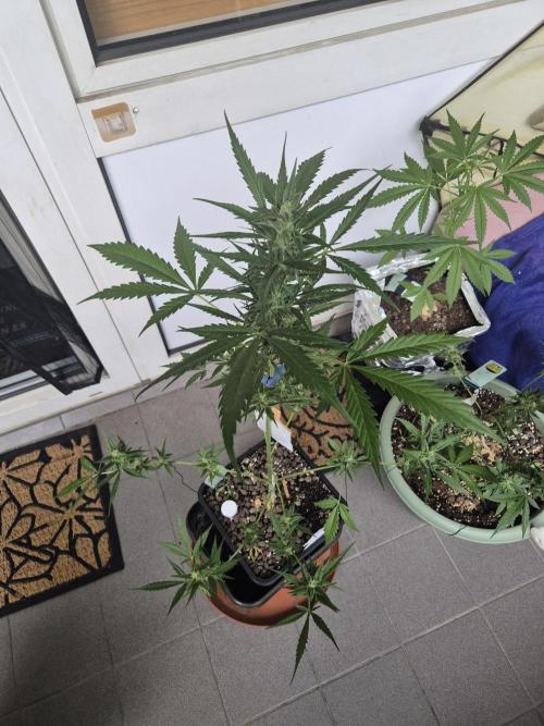 Berry Skunk F1 . Week 8