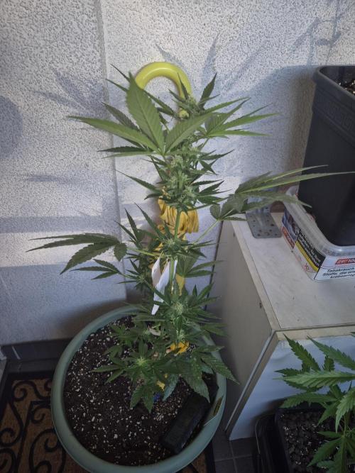 Critical F1 Auto. Week 8