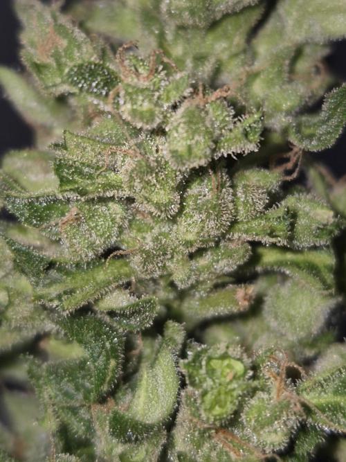 Ganjafarmer  seed test 2026. Week 9