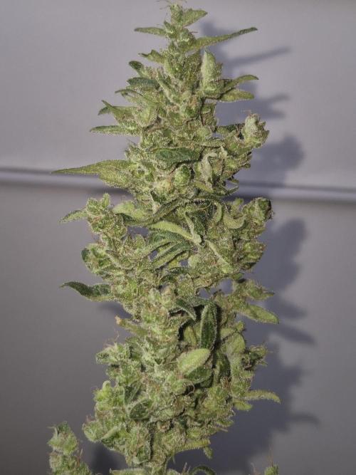 Ganjafarmer  seed test 2026. Week 9
