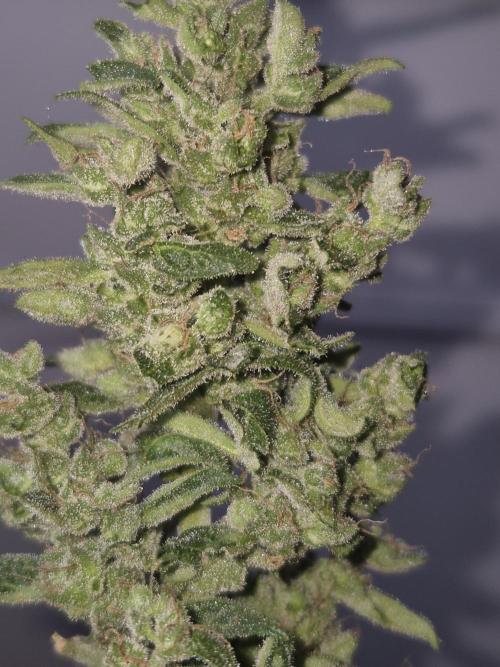 Ganjafarmer  seed test 2026. Week 9