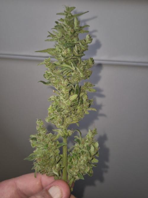 Ganjafarmer  seed test 2026. Week 9