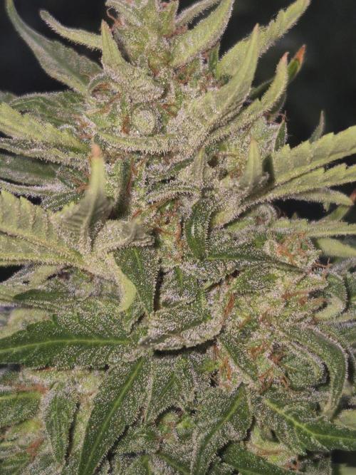 Ganjafarmer  seed test 2026. Week 9