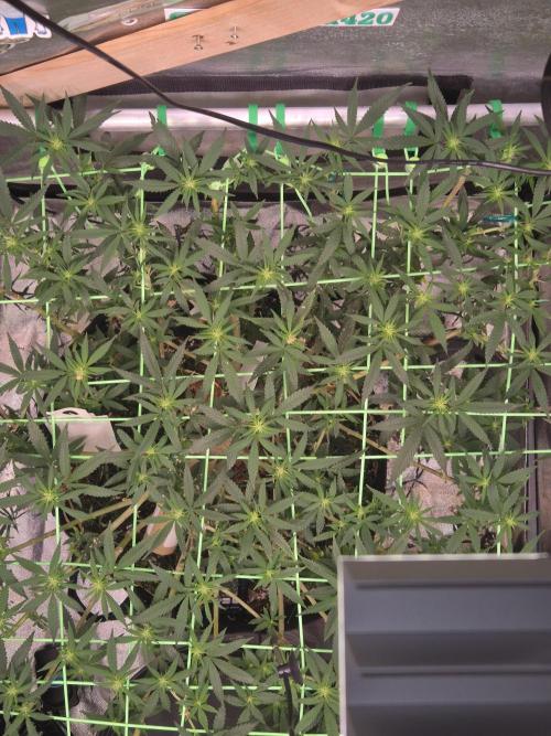 Black Cherry Punch. Week 18