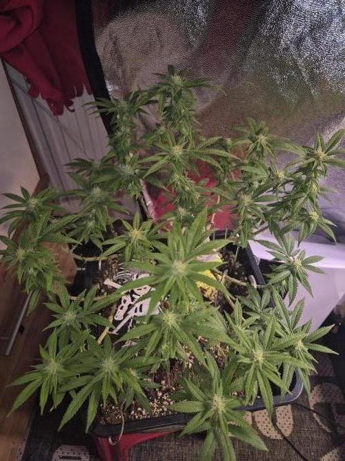 Cherry Dream. Week 15