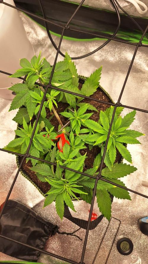 Tropicana Cookies Purple. Week 7 - 25th March 2026