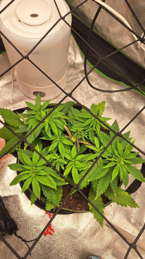 Tropicana Cookies Purple. Week 7 - 28th March 2026