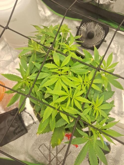 Tropicana Cookies Purple. Week 8