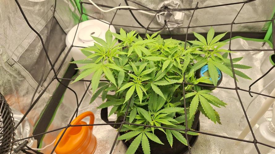 Tropicana Cookies Purple. Week 9