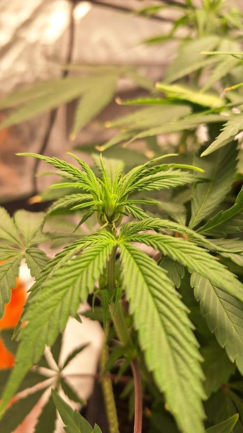 Tropicana Cookies Purple. Week 10 - closer look, she begins to get hairy :3