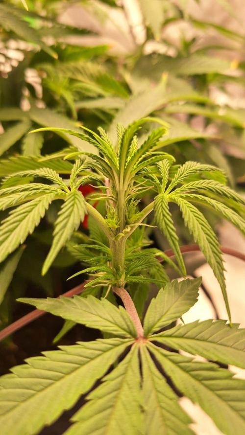 Tropicana Cookies Purple. Week 10 - Nawww my little girl q3q