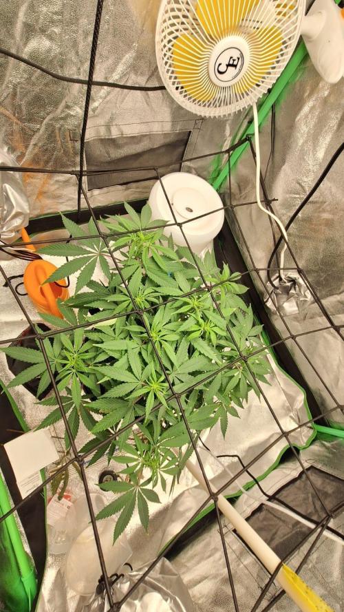 Tropicana Cookies Purple. Week 10 - 11th April 2026