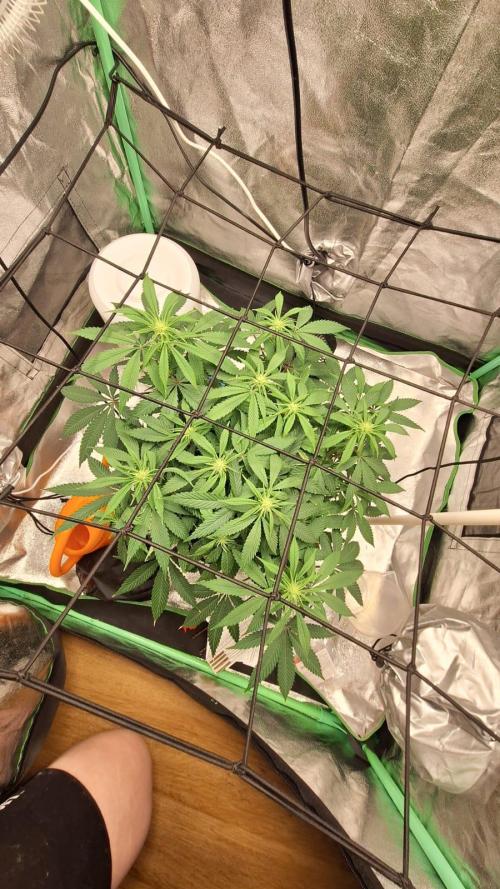 Tropicana Cookies Purple. Week 10 - same 15th April