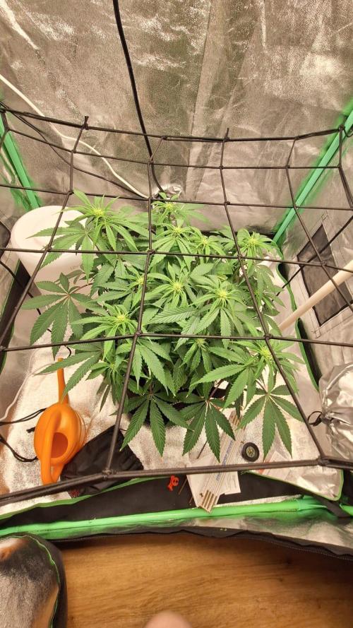Tropicana Cookies Purple. Week 10 - same 15th April
