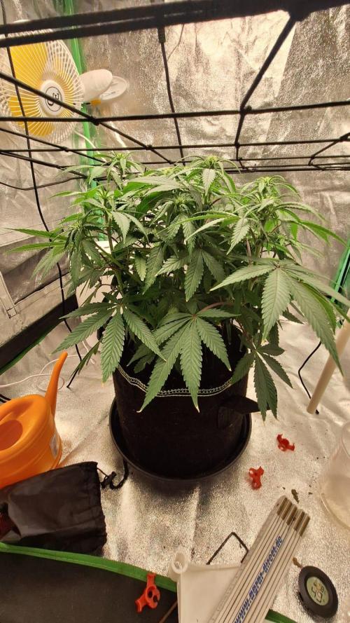Tropicana Cookies Purple. Week 10 - 15th April 2026