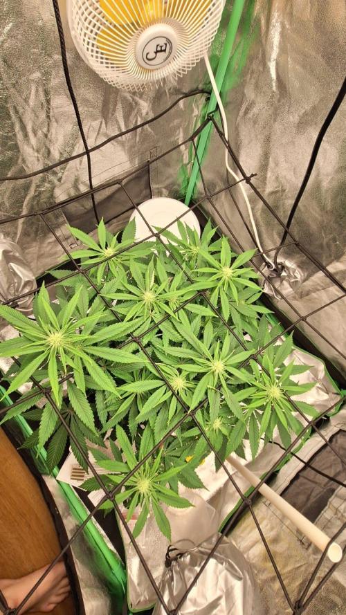 Tropicana Cookies Purple. Week 11