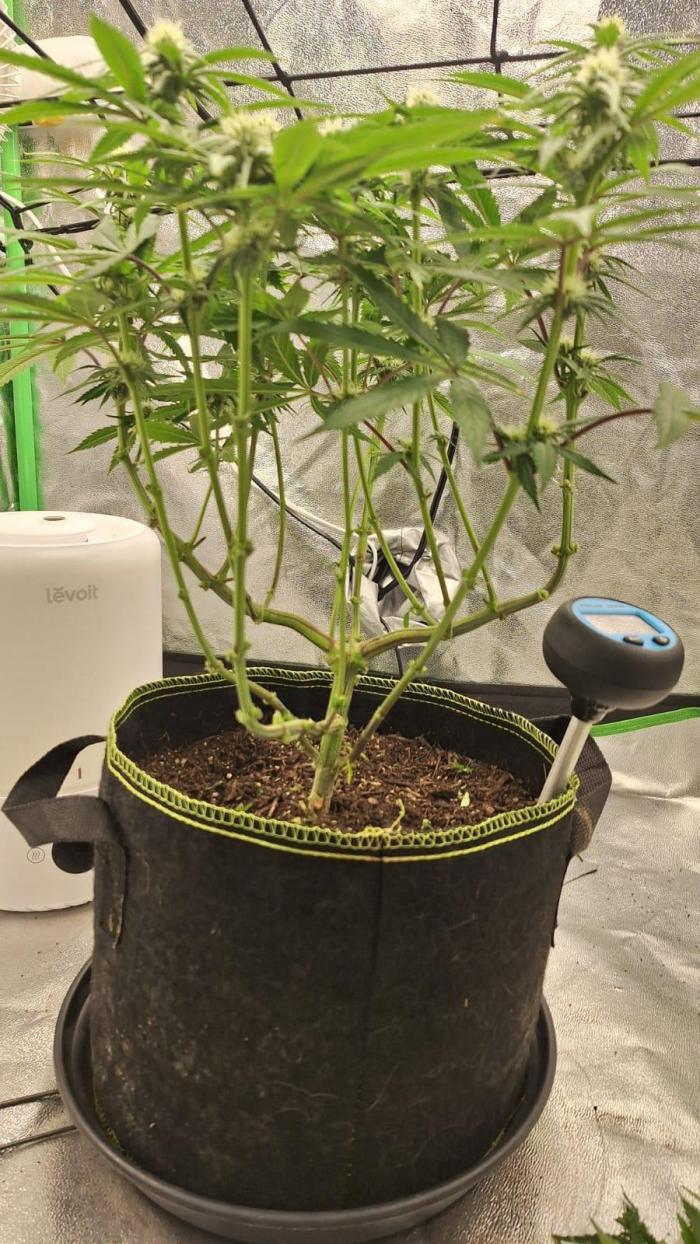 Tropicana Cookies Purple. Week 11 - 21th April - God! Shes so naked D: