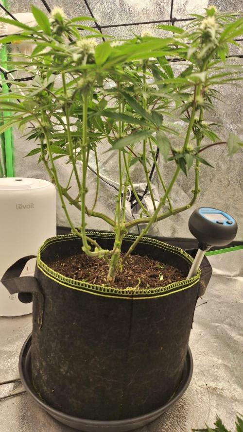 Tropicana Cookies Purple. Week 11