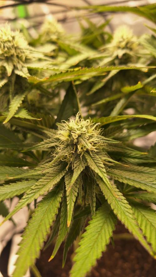 Tropicana Cookies Purple. Week 13 - same day