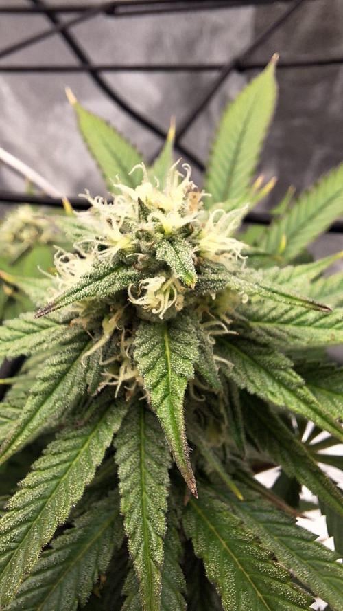 Tropicana Cookies Purple. Week 13 - same day