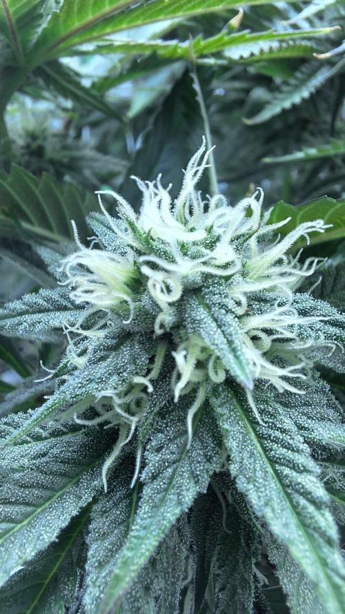 Tropicana Cookies Purple. Week 13 - also same day of 2th May
