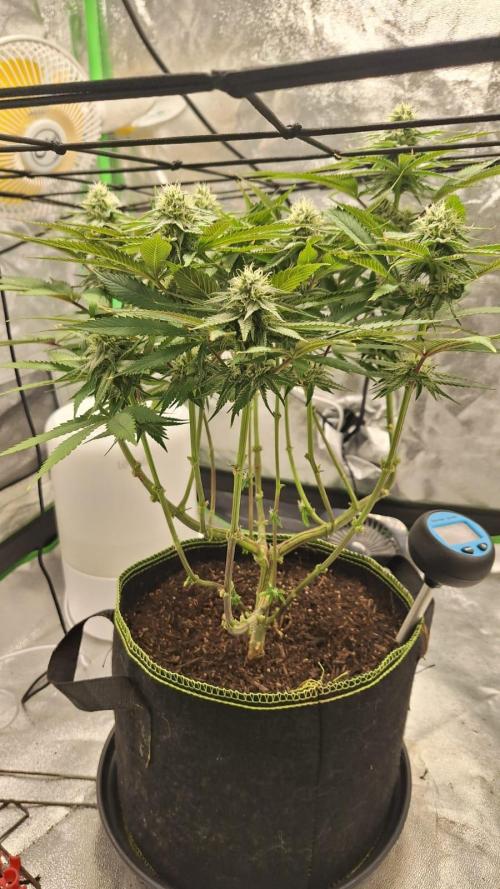 Tropicana Cookies Purple. Week 13 - 2th May 2026