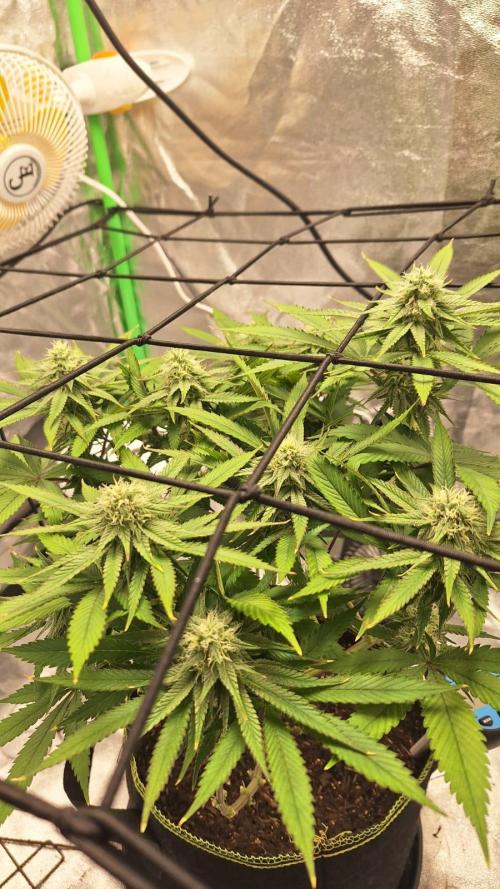Tropicana Cookies Purple. Week 13 - same day