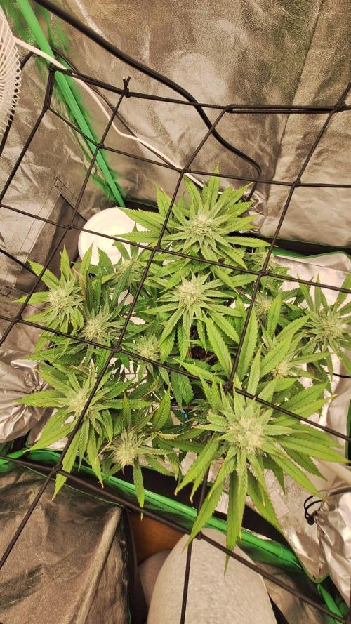 Tropicana Cookies Purple. Week 13 - same day