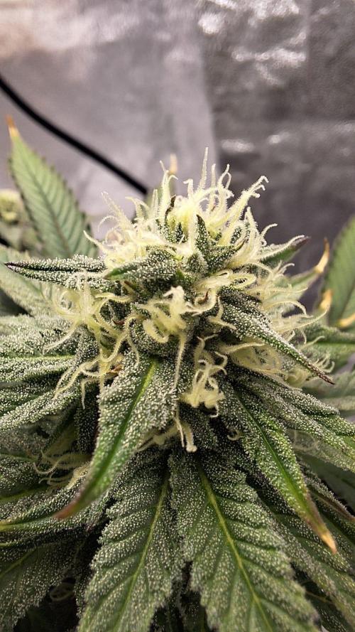 Tropicana Cookies Purple. Week 13 - damn this blossom
