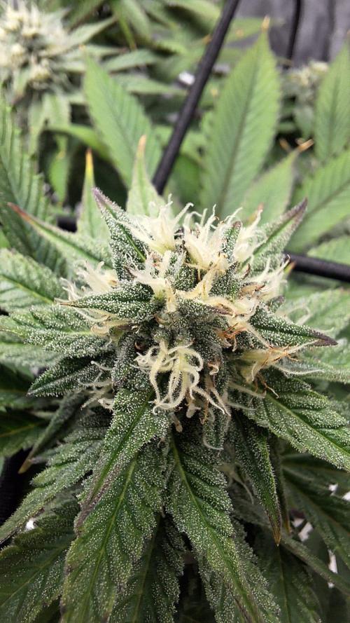 Tropicana Cookies Purple. Week 13