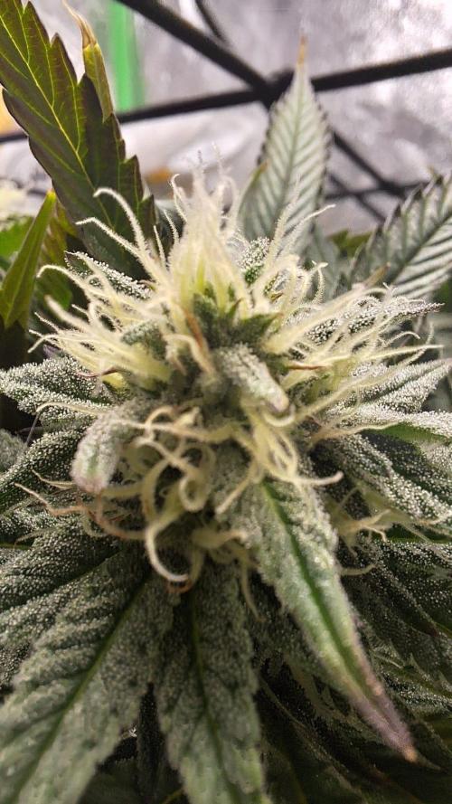 Tropicana Cookies Purple. Week 13 - hairy like marry :D