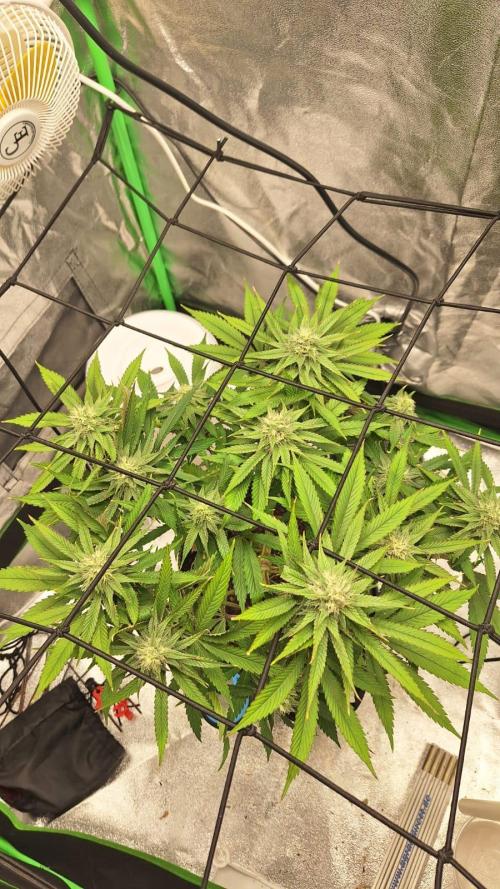 Tropicana Cookies Purple. Week 13 - 3th May 2026