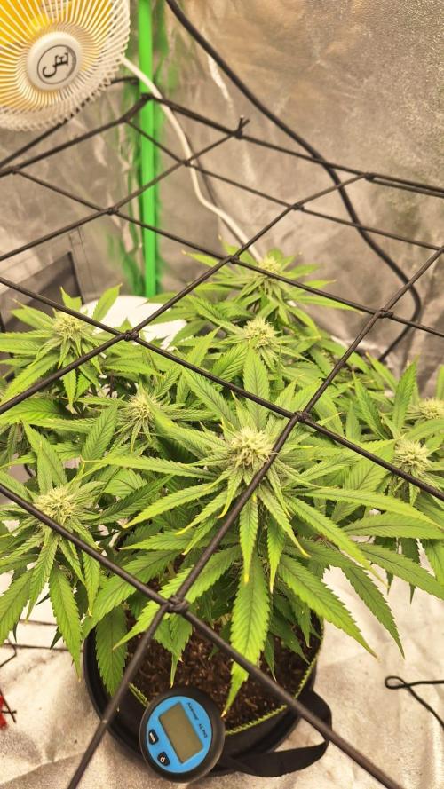 Tropicana Cookies Purple. Week 12