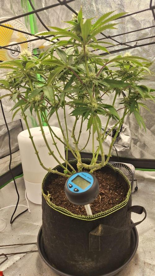 Tropicana Cookies Purple. Week 12 - 28th April 2026