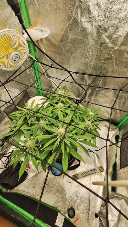 Tropicana Cookies Purple. Week 12