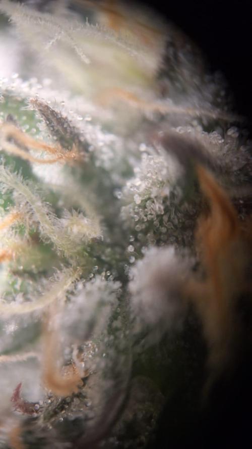 Tropicana Cookies Purple. Week 15 - mmh frosty :3