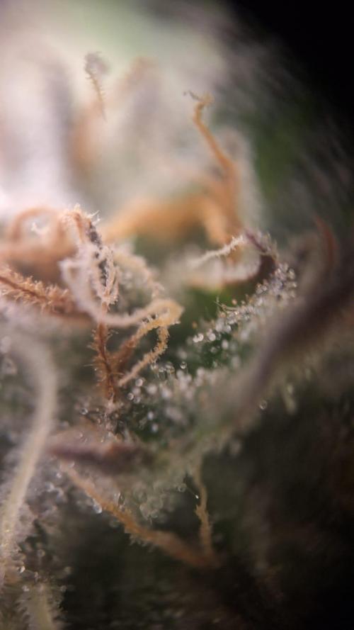 Tropicana Cookies Purple. Week 15
