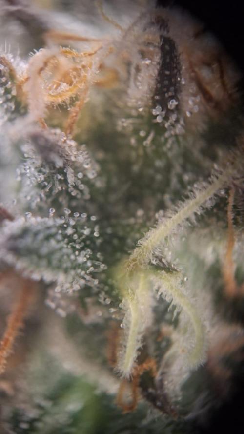 Tropicana Cookies Purple. Week 15