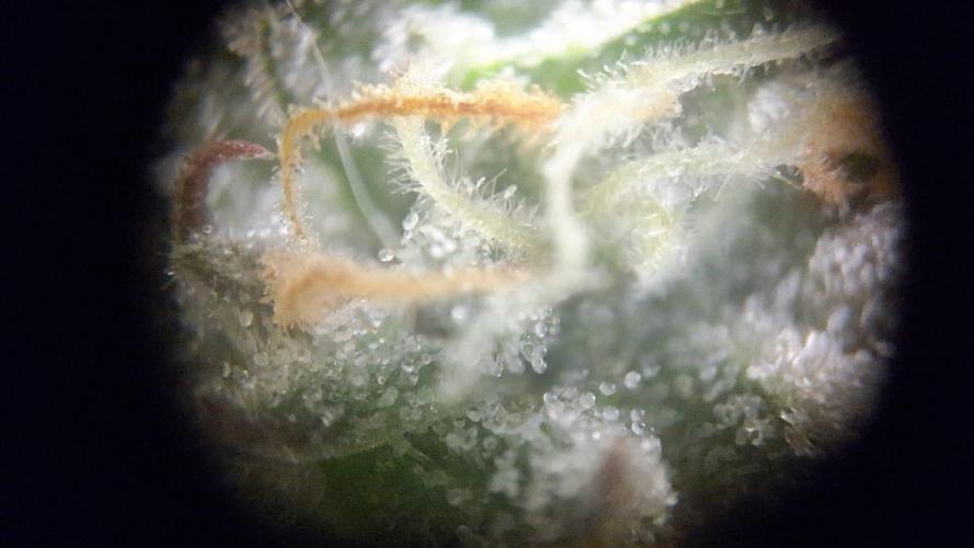 Tropicana Cookies Purple. Week 15