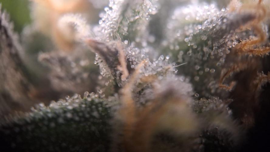 Tropicana Cookies Purple. Week 15