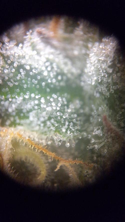 Tropicana Cookies Purple. Week 15
