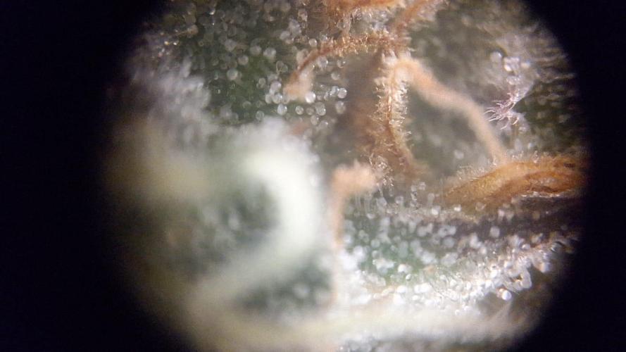 Tropicana Cookies Purple. Week 15