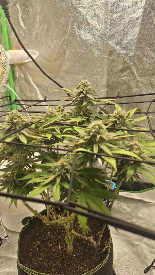 Tropicana Cookies Purple. Week 15 - 15th May, entire plant