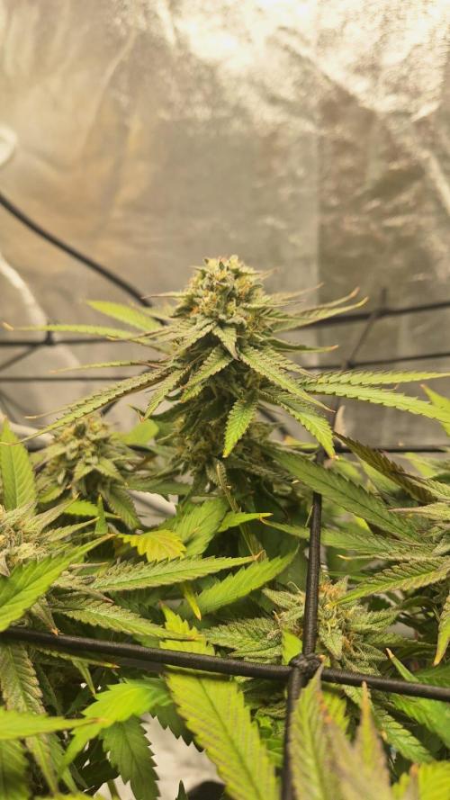Tropicana Cookies Purple. Week 15 - highest bud