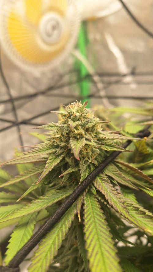 Tropicana Cookies Purple. Week 15