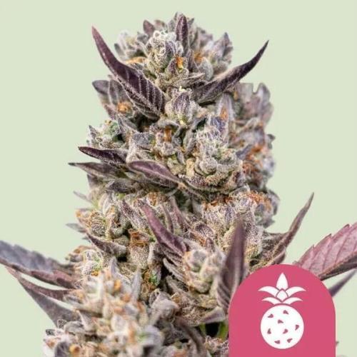 Tropicana Cookies Purple. Week 17